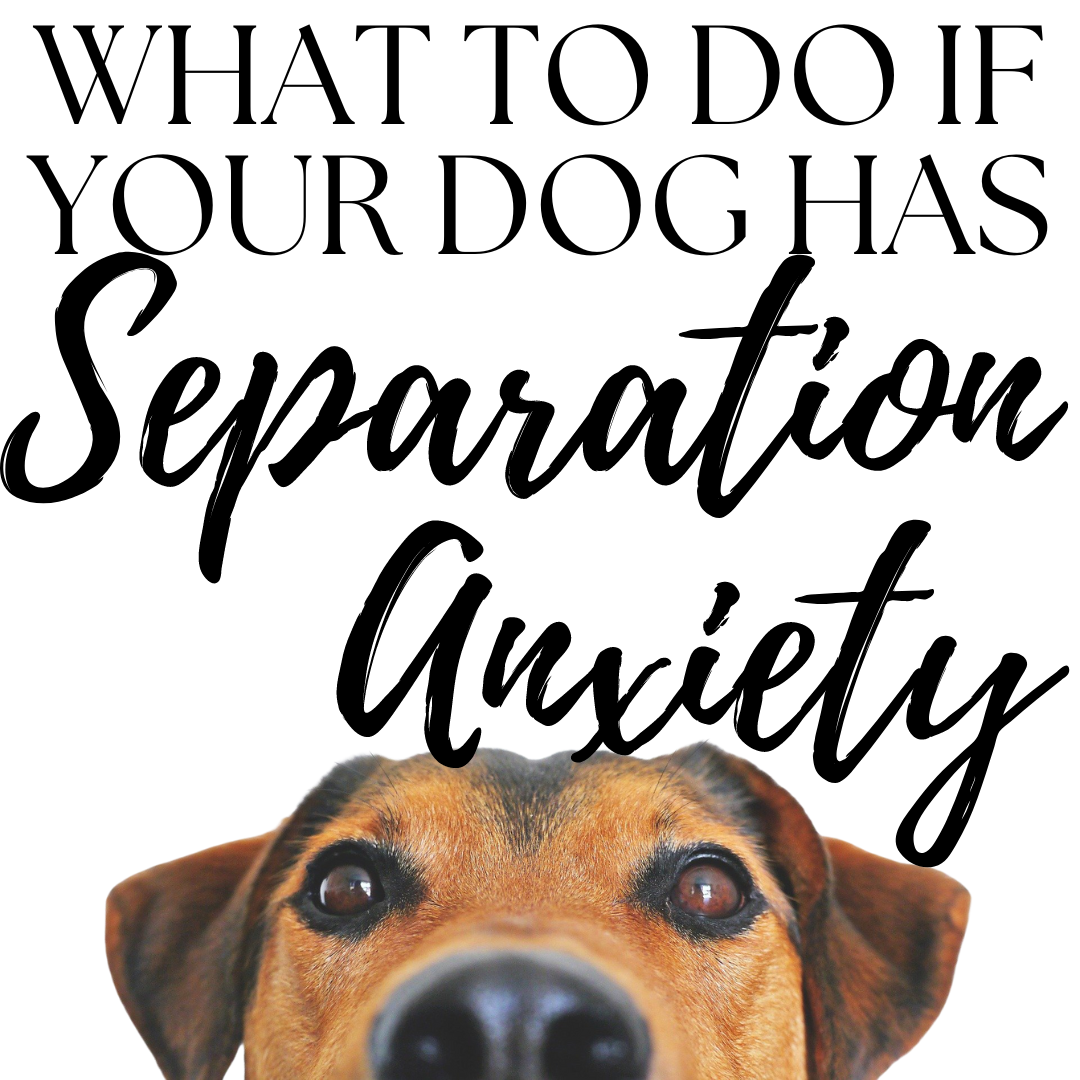 what-to-do-if-your-dog-has-separation-anxiety-that-quiet-blog